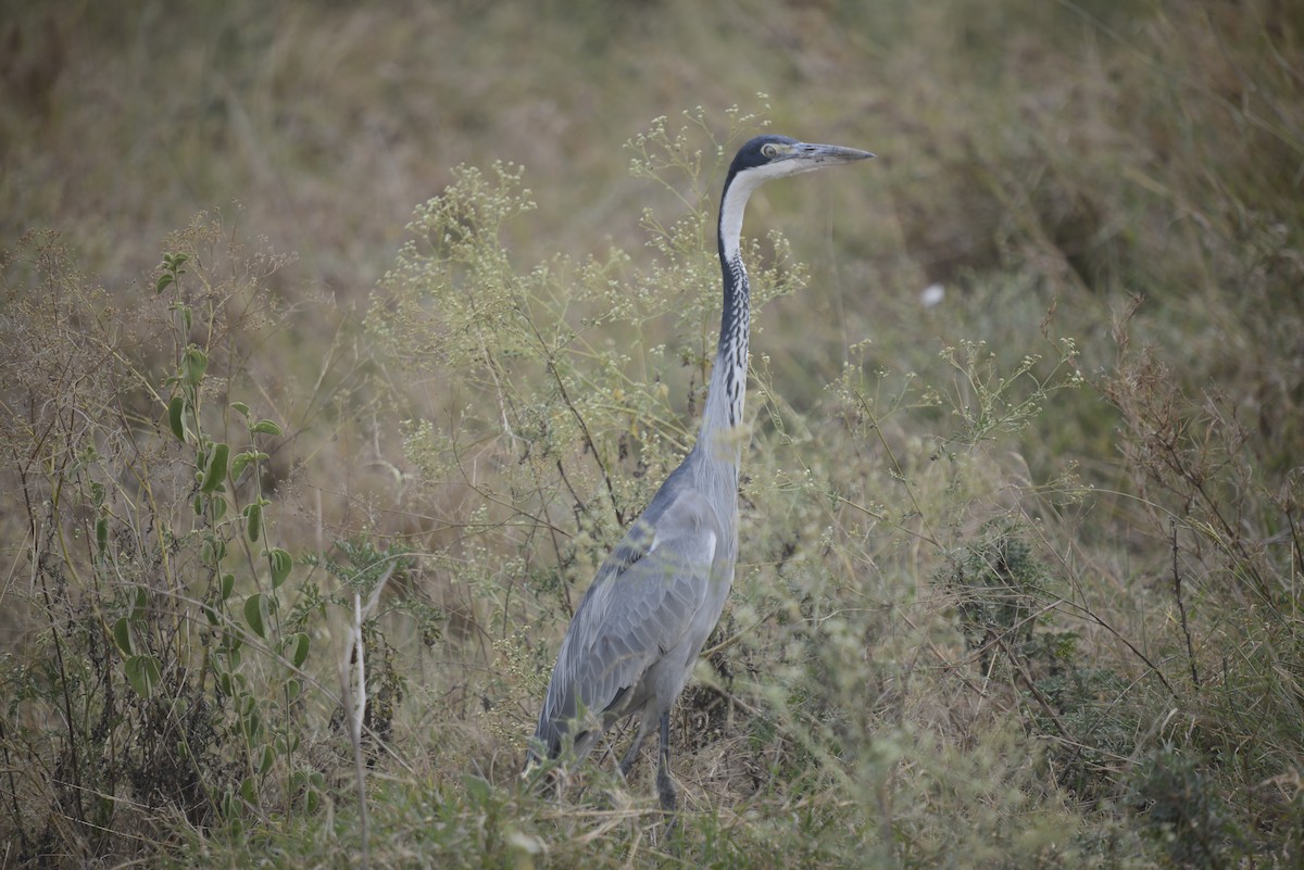 Black-headed Heron - ML646968290