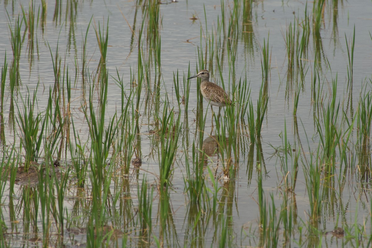 vodouš bahenní - ML646968293