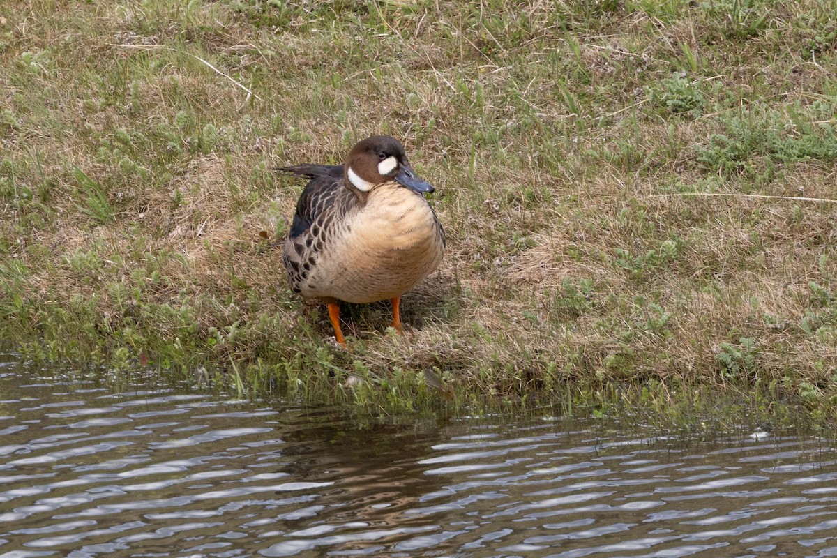kachna bronzovokřídlá - ML646968295