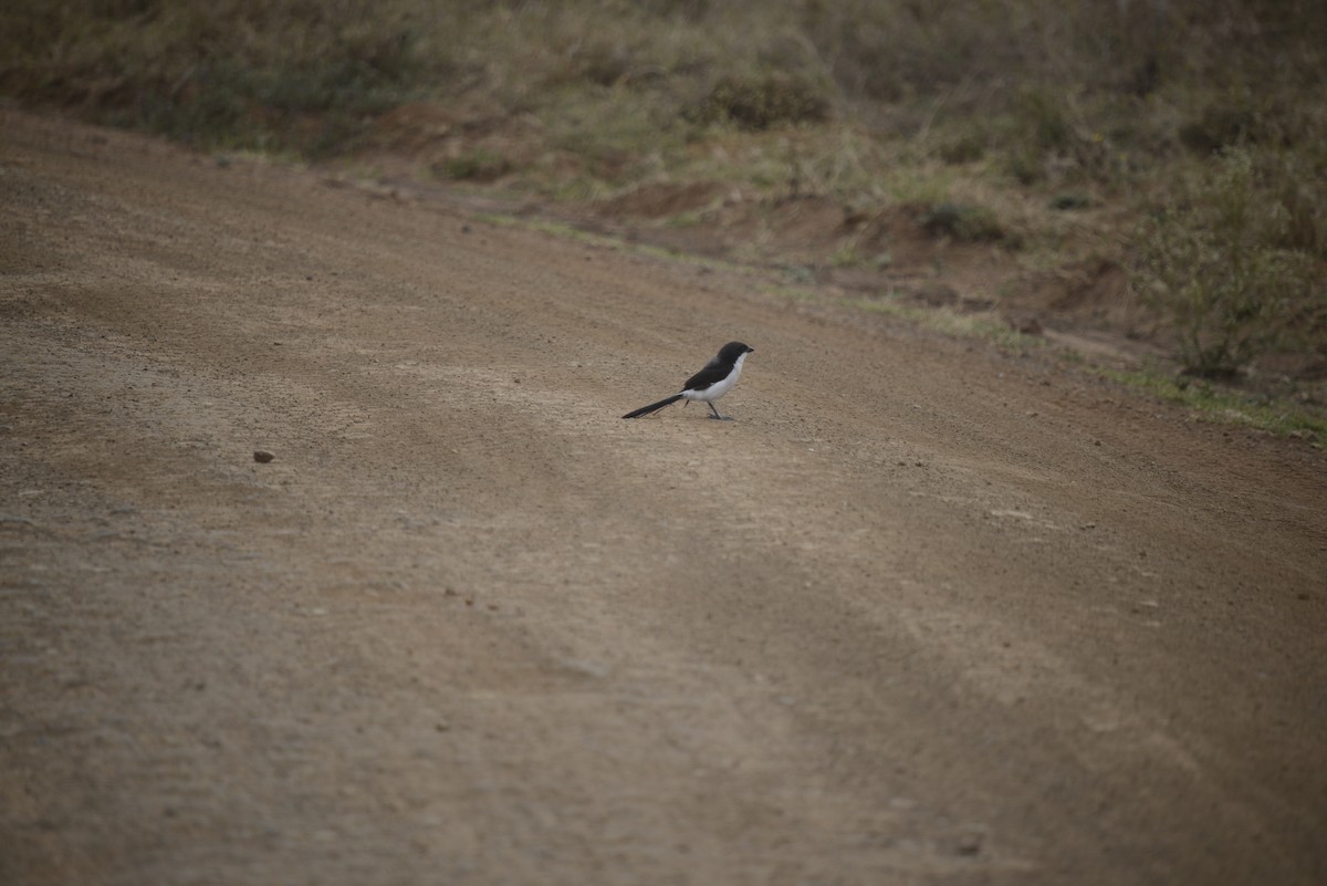 Long-tailed Fiscal - ML646968296