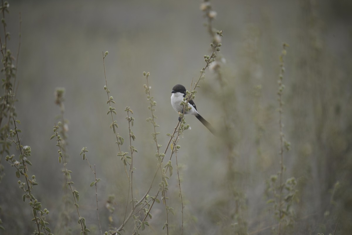 Long-tailed Fiscal - ML646968297
