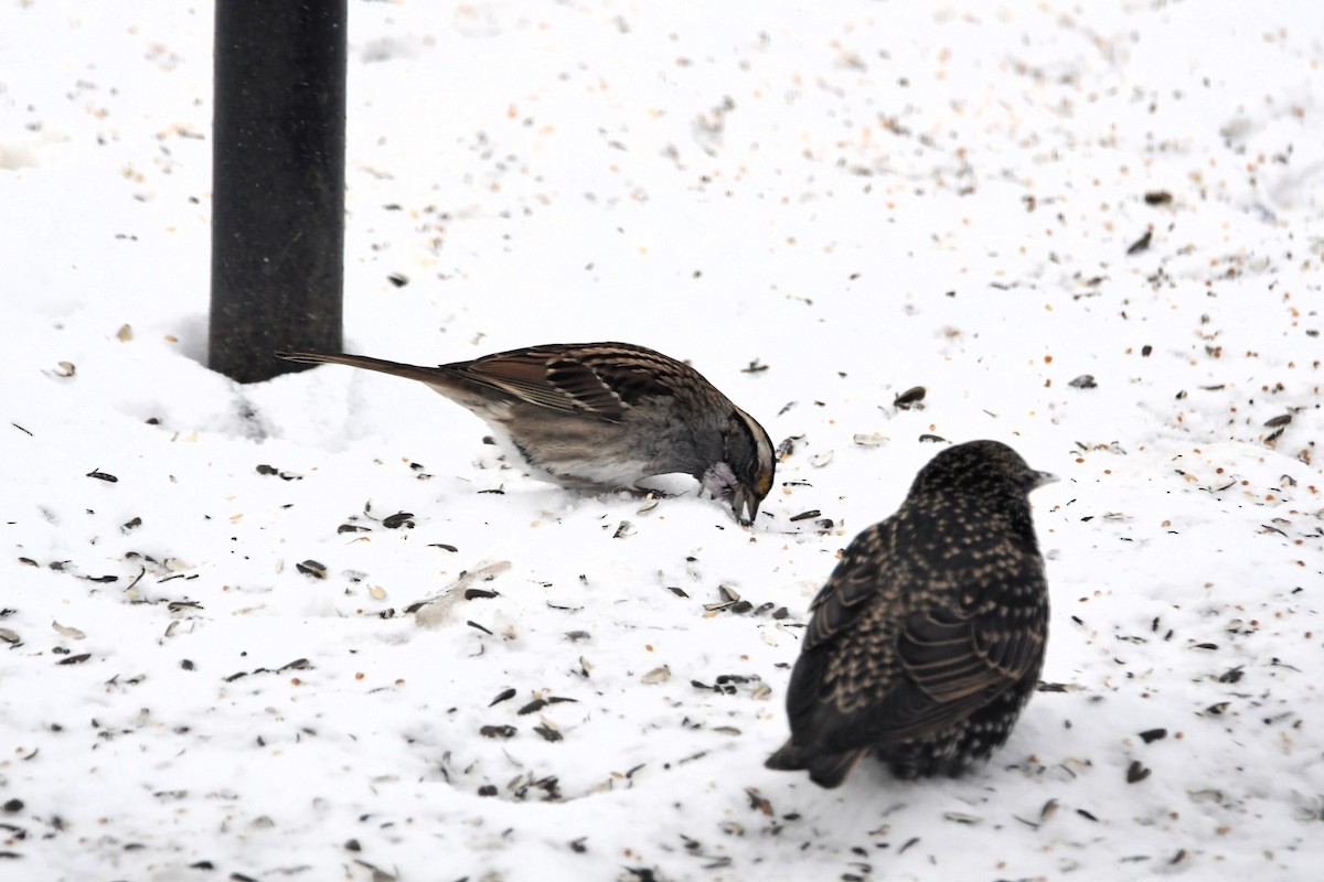 Белогорлая зонотрихия - ML646968298