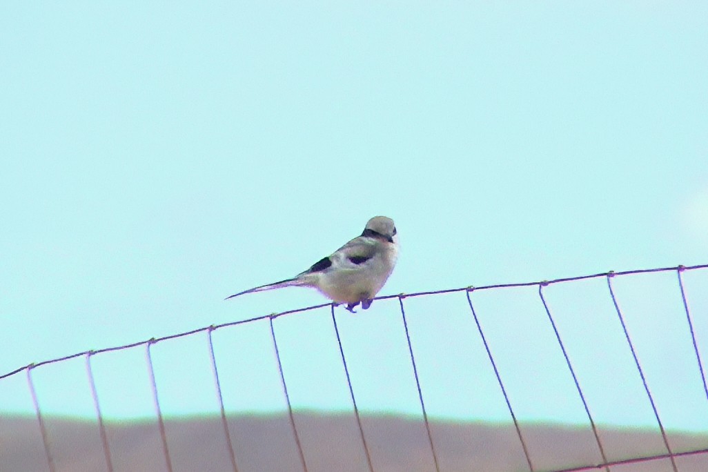 Great Gray Shrike - ML646968299