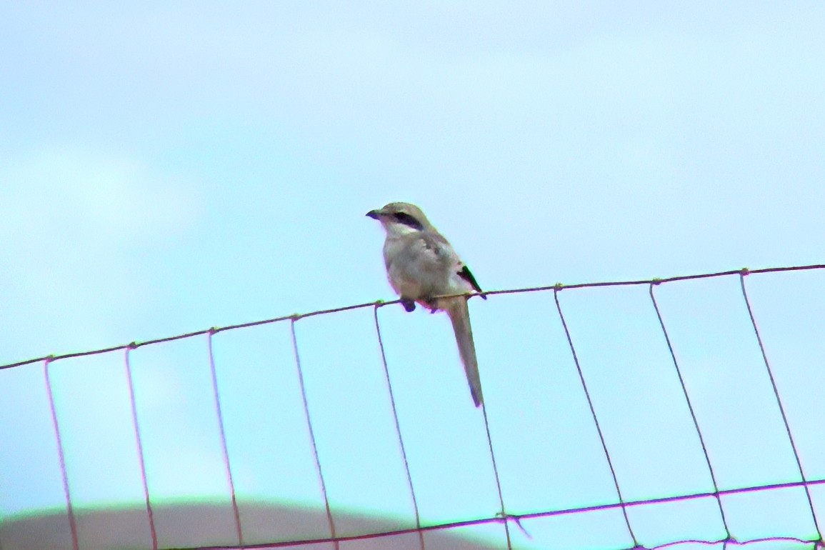Great Gray Shrike - ML646968300