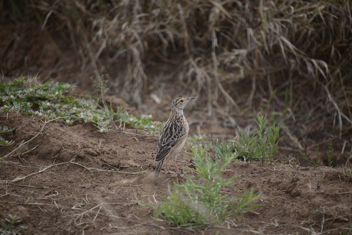 Sentinel Lark - ML646968301