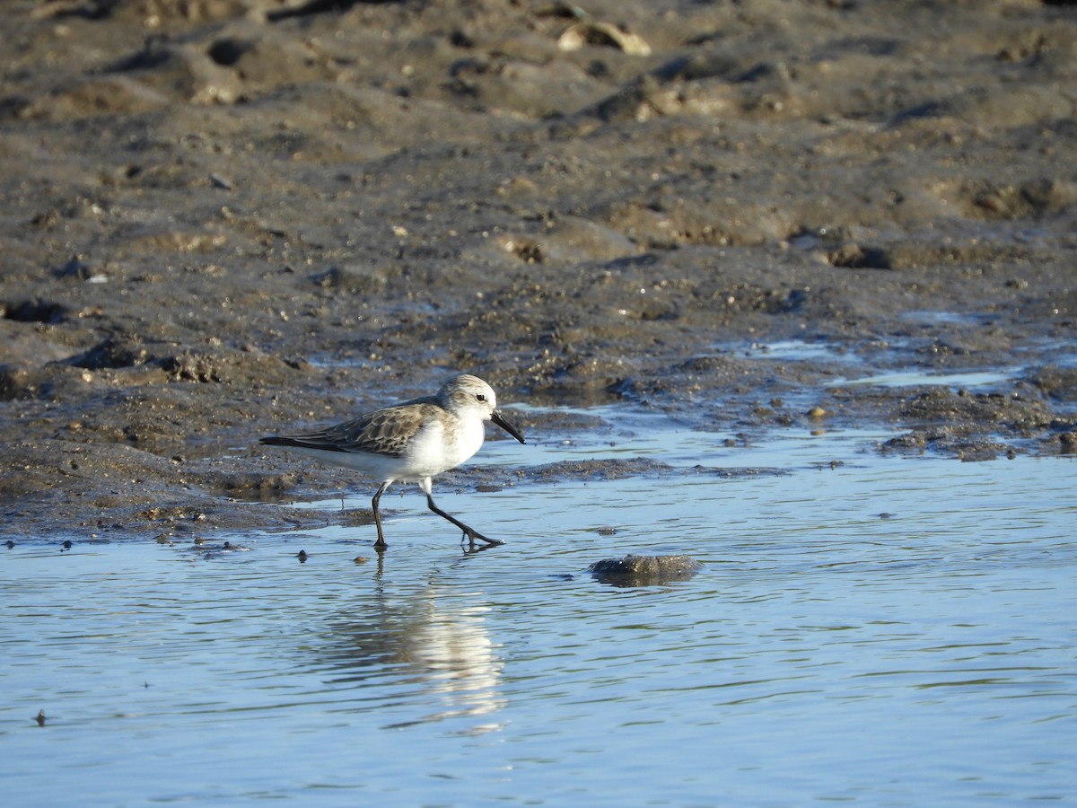 Txirri alaskarra - ML646968303