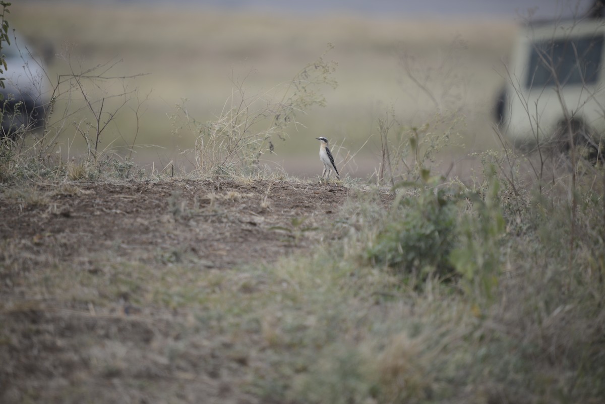 Northern Wheatear - ML646968307