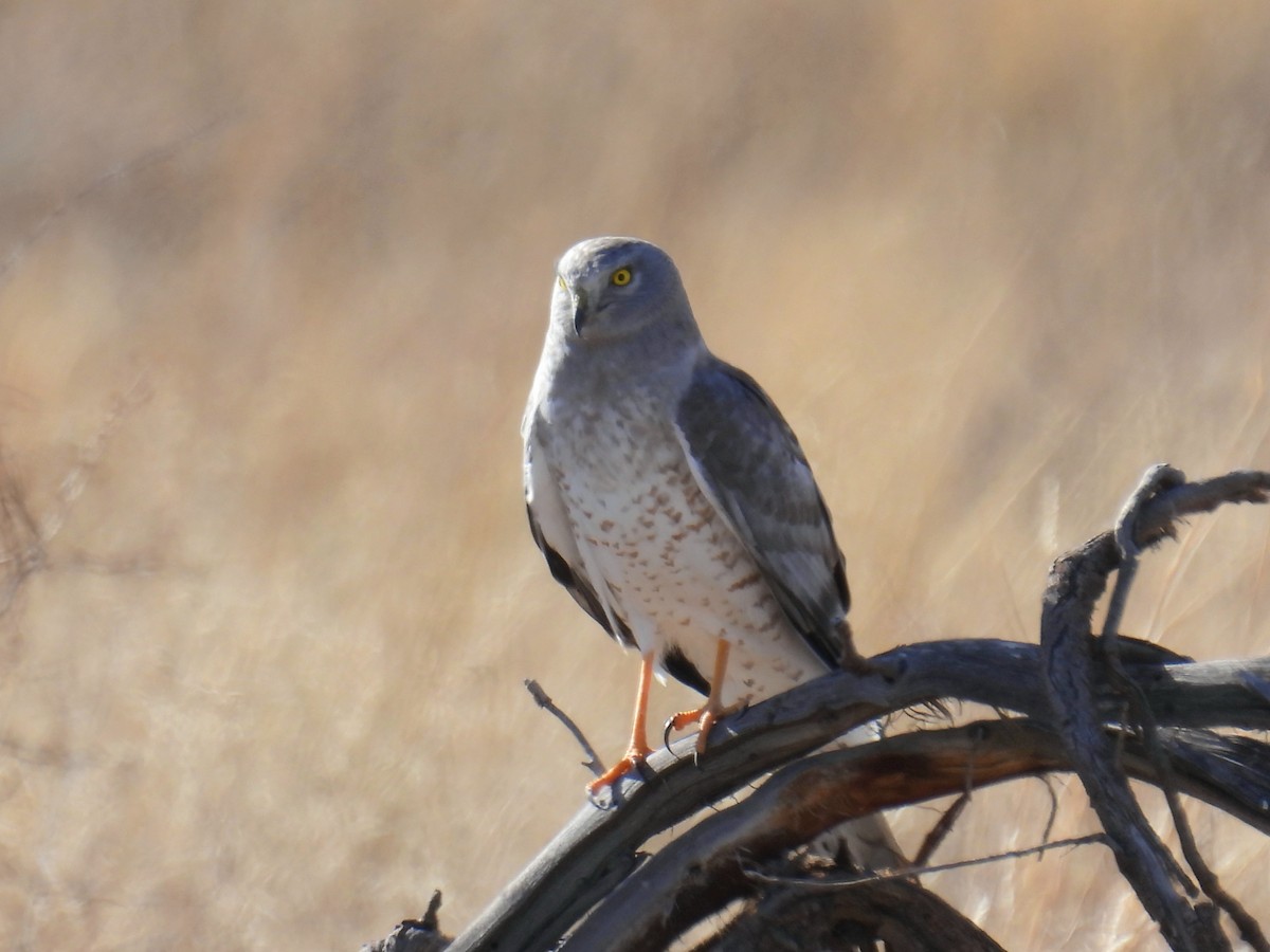 זרון אמריקני - ML646968309