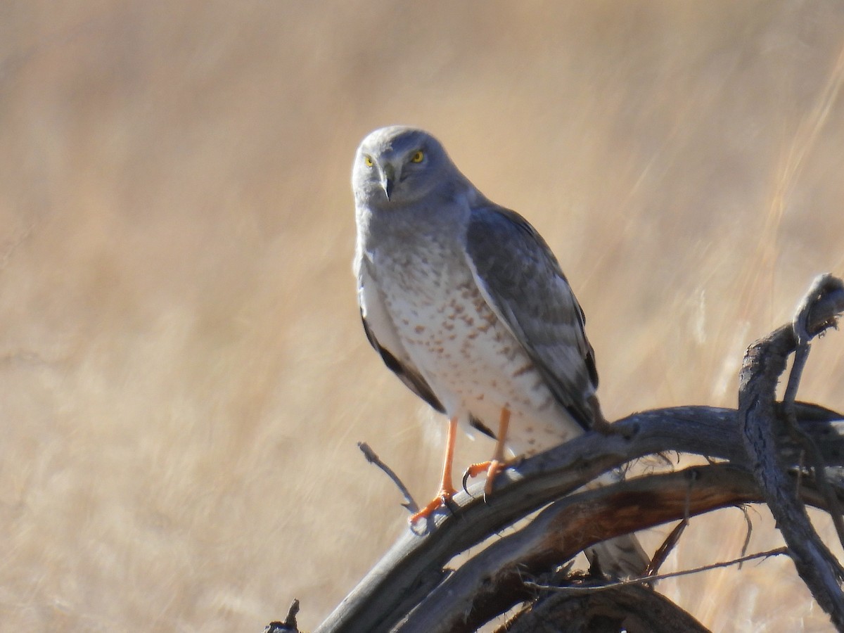 זרון אמריקני - ML646968310