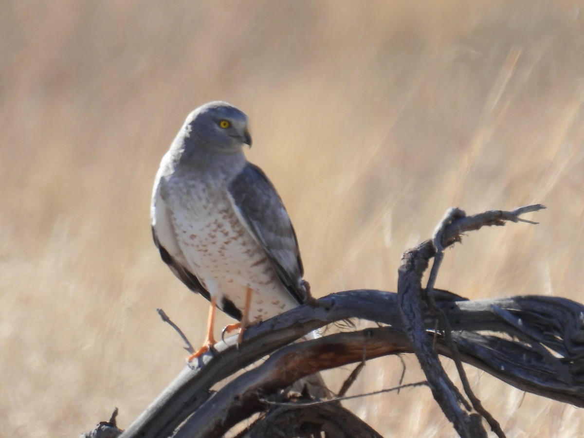 זרון אמריקני - ML646968311