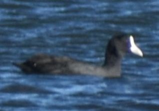 sothøne - ML646968319