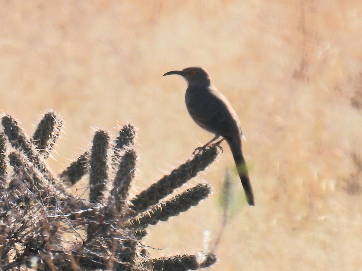 Curve-billed Thrasher - ML646968320