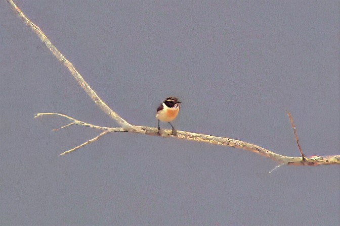 Fuerteventura Stonechat - ML646968331