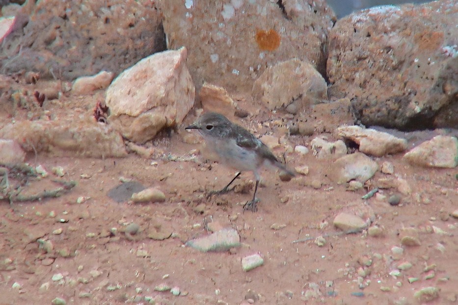 Fuerteventura Stonechat - ML646968332