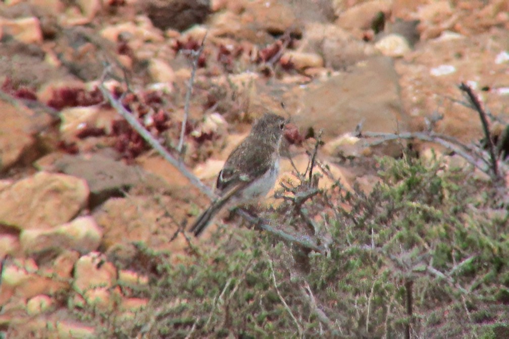 Fuerteventura Stonechat - ML646968333