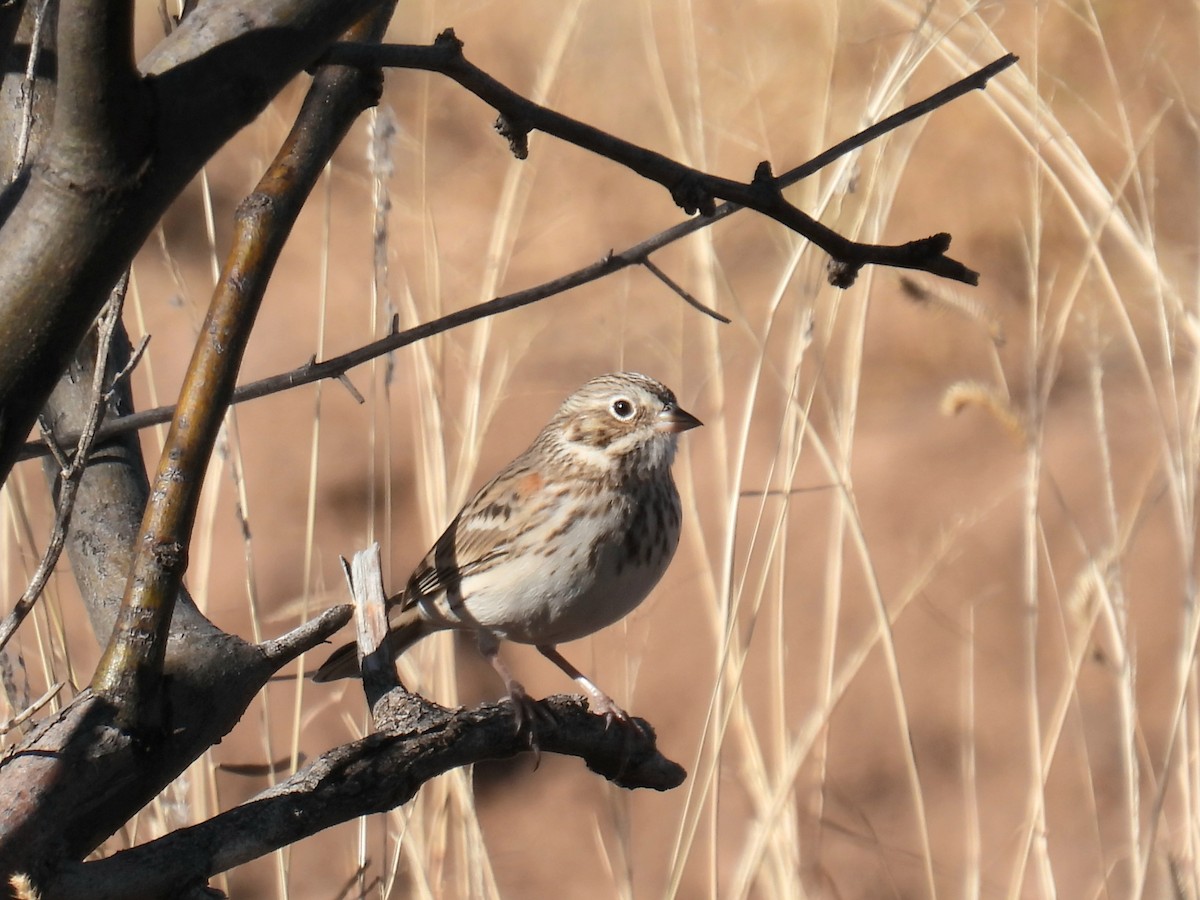 オジロヒメドリ - ML646968334