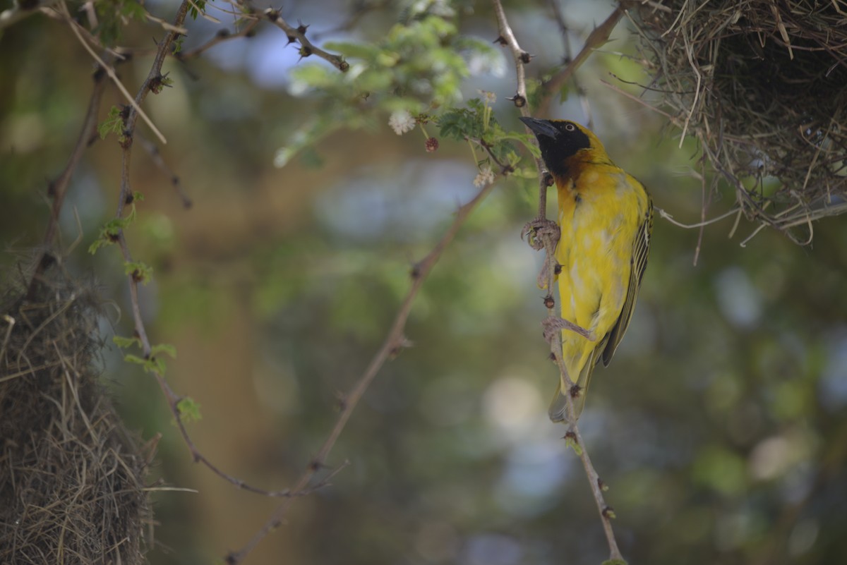 Speke's Weaver - ML646968335
