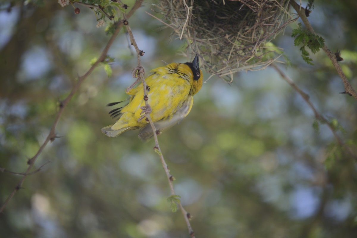Speke's Weaver - ML646968336