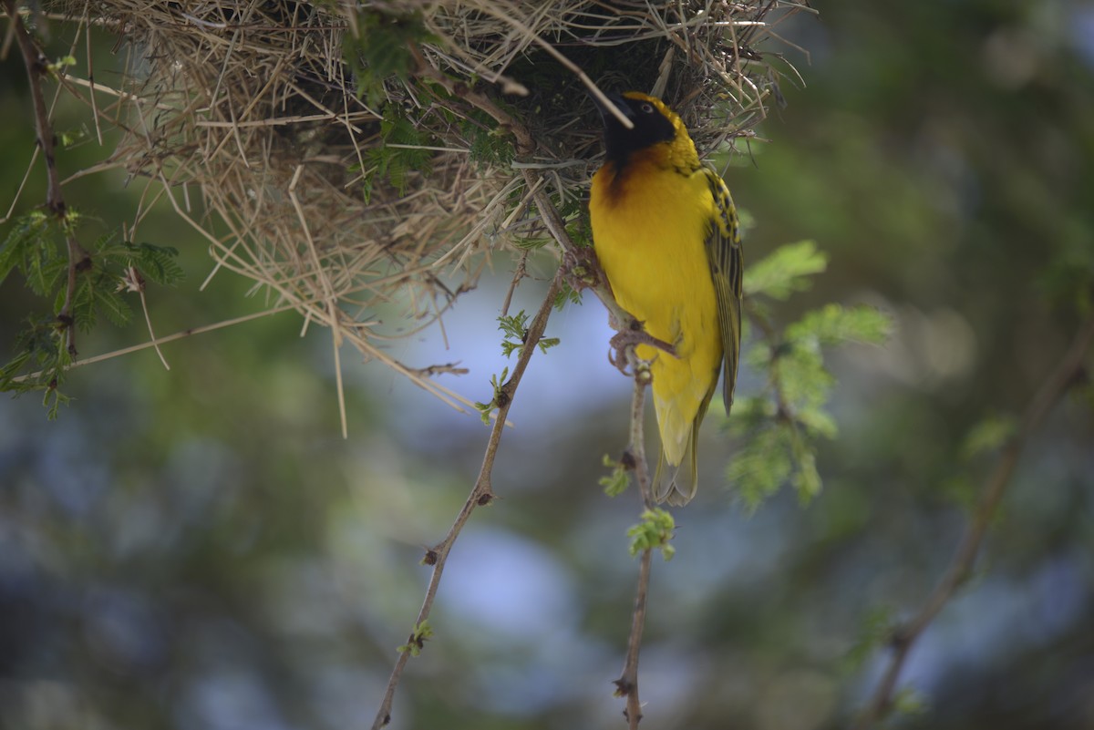 Speke's Weaver - ML646968337
