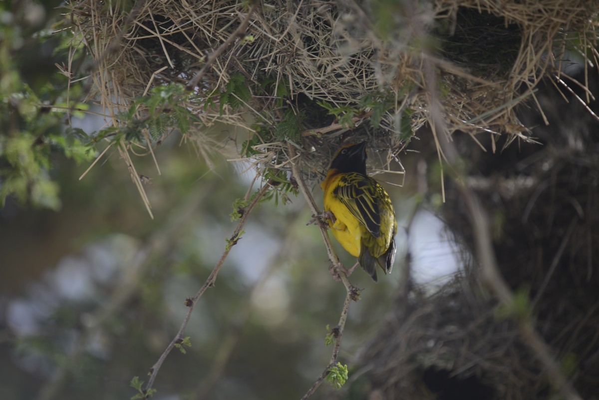 Speke's Weaver - ML646968338