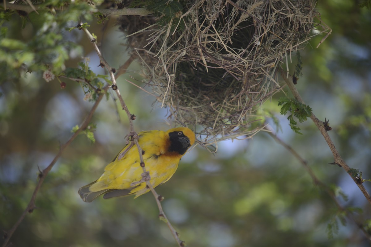 Speke's Weaver - ML646968339