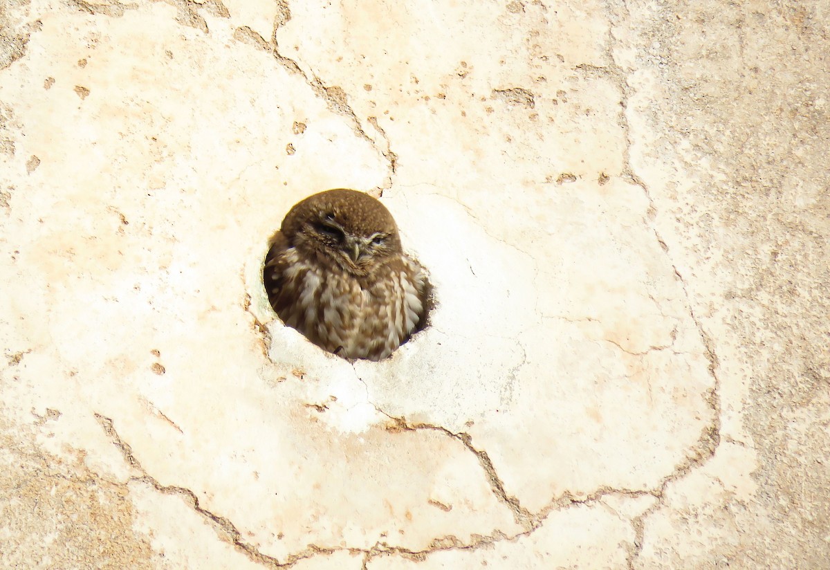 Little Owl (Little) - ML646968341