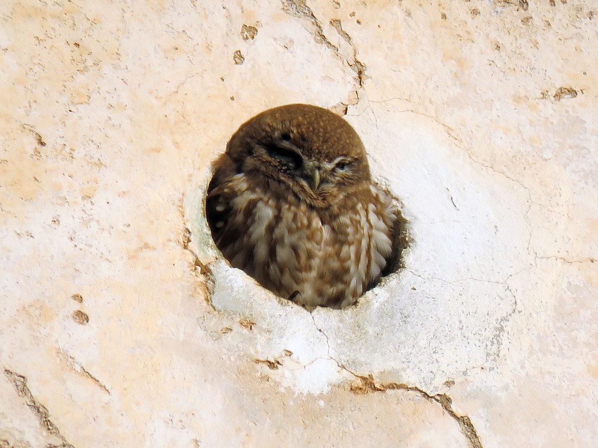 Little Owl (Little) - ML646968342