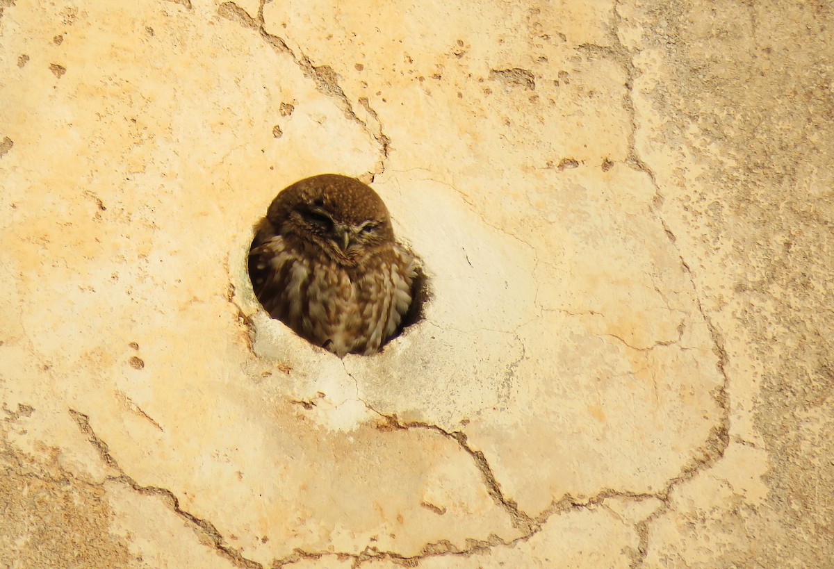 Little Owl (Little) - ML646968343