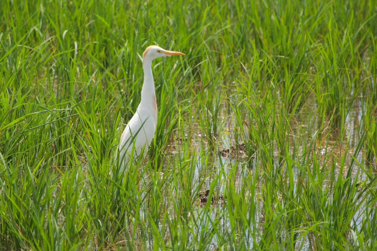 Western Cattle-Egret - ML646968349