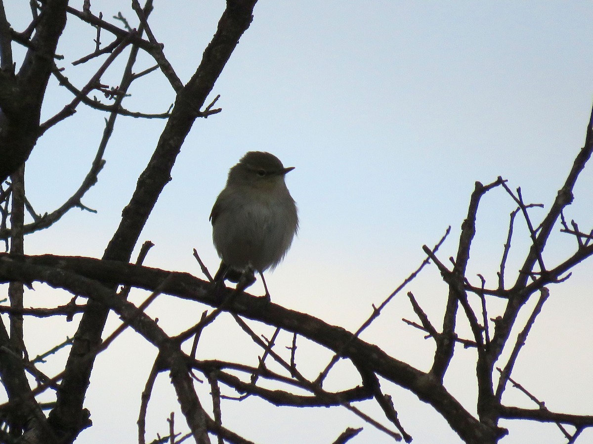 Common Chiffchaff (Common) - ML646968360