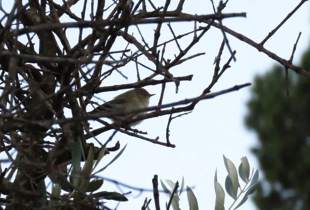 Common Chiffchaff (Common) - ML646968362