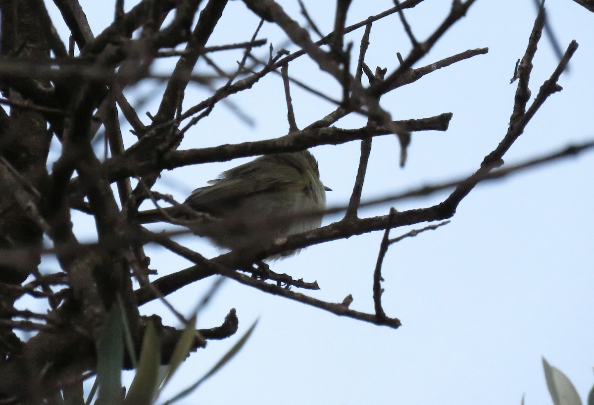 Common Chiffchaff (Common) - ML646968363