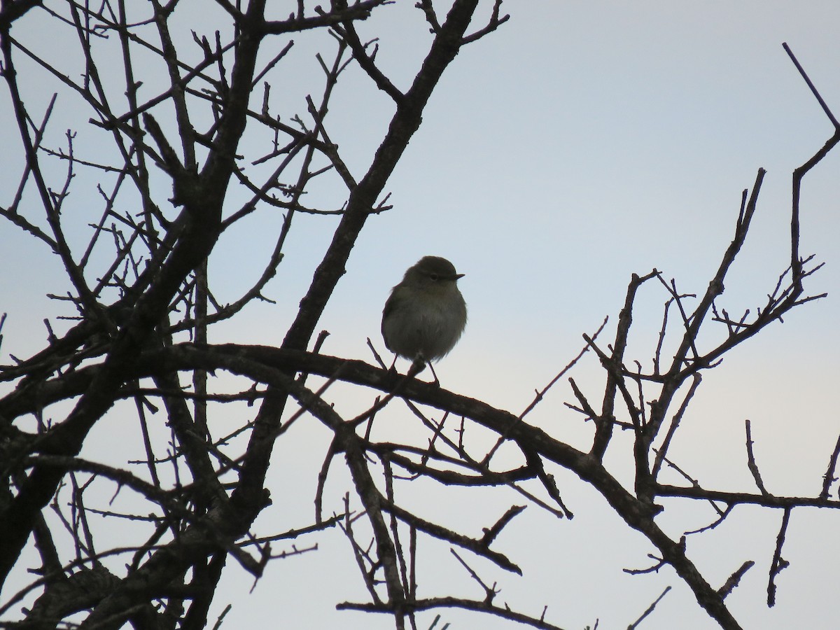 Common Chiffchaff (Common) - ML646968364