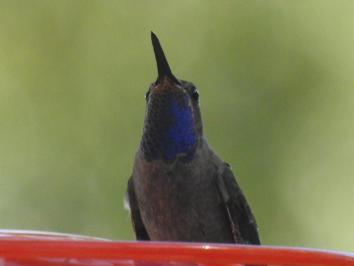 Blue-throated Mountain-gem - ML646968374