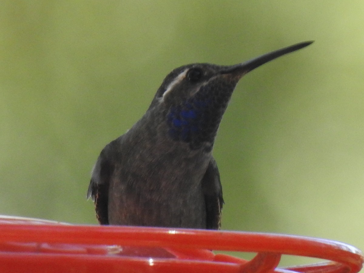 Blue-throated Mountain-gem - ML646968375