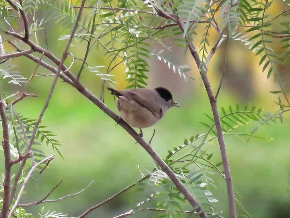 Eurasian Blackcap - ML646968376