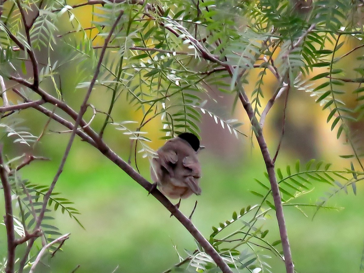 Eurasian Blackcap - ML646968377