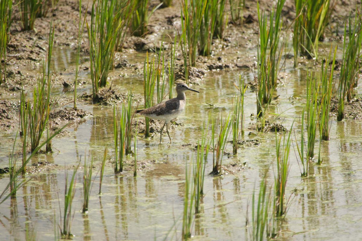 vodouš bahenní - ML646968378