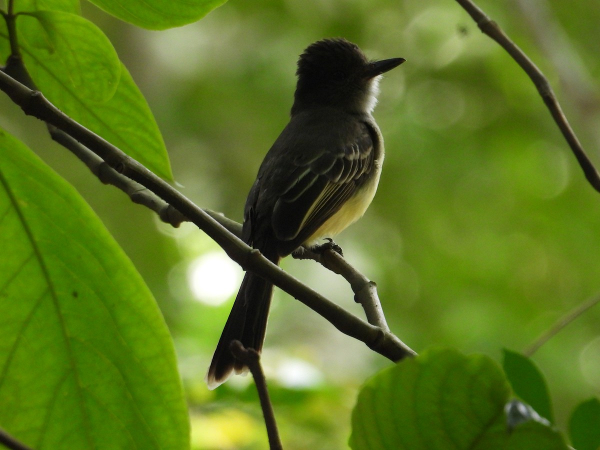 Kolumbienschopftyrann - ML646968381