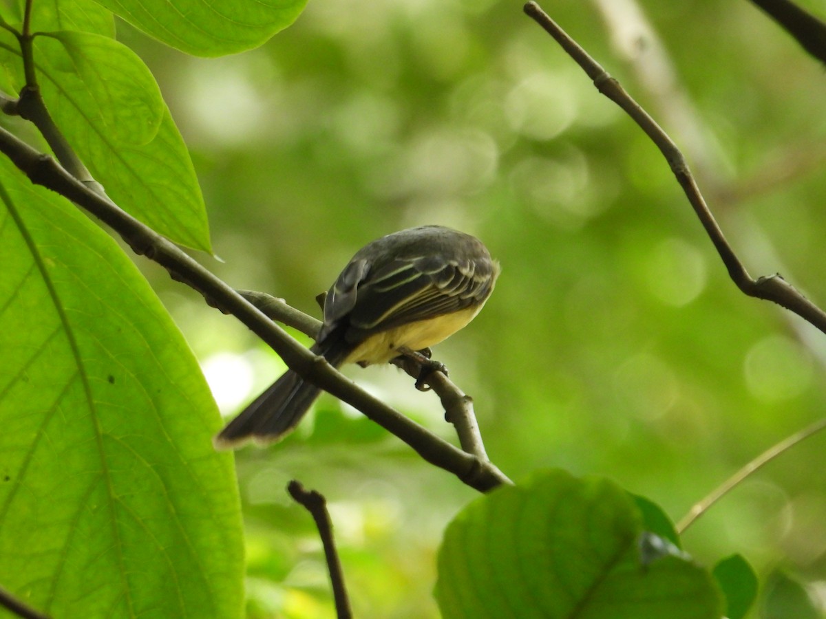 Kolumbienschopftyrann - ML646968382