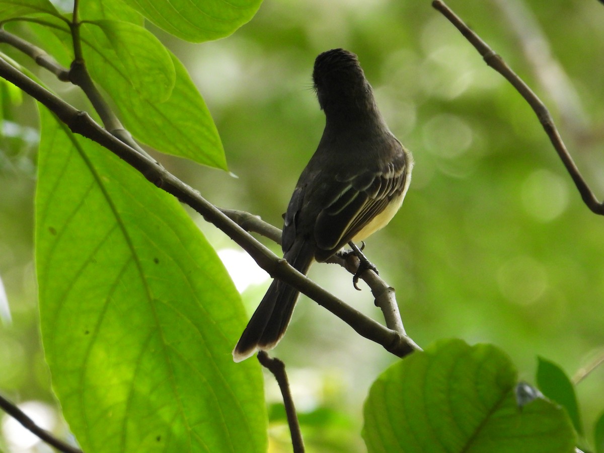 Kolumbienschopftyrann - ML646968383