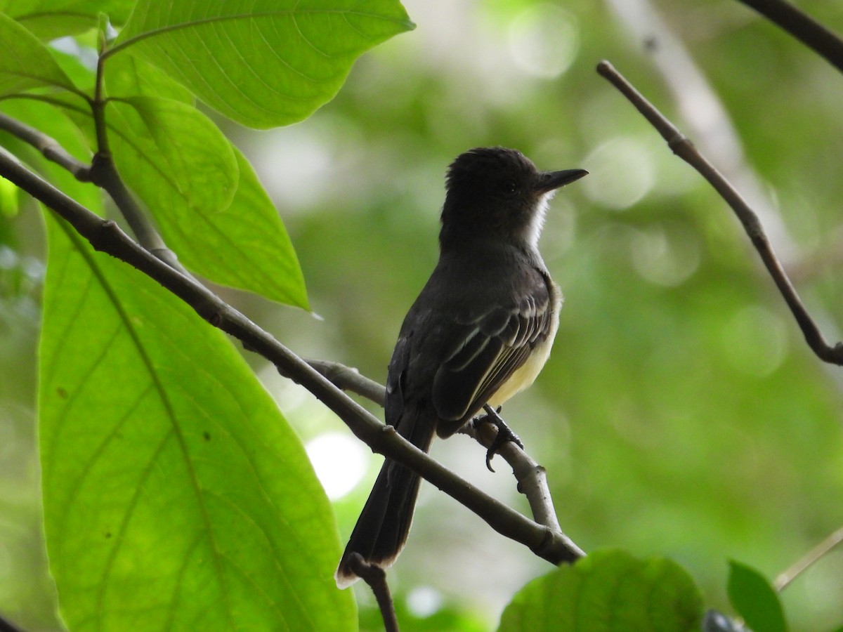 Kolumbienschopftyrann - ML646968384