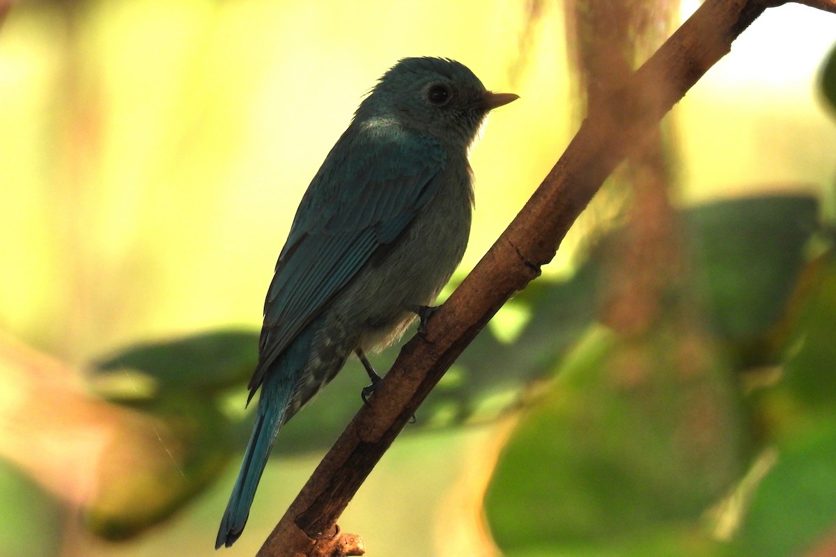 Verditer Flycatcher - ML646968391