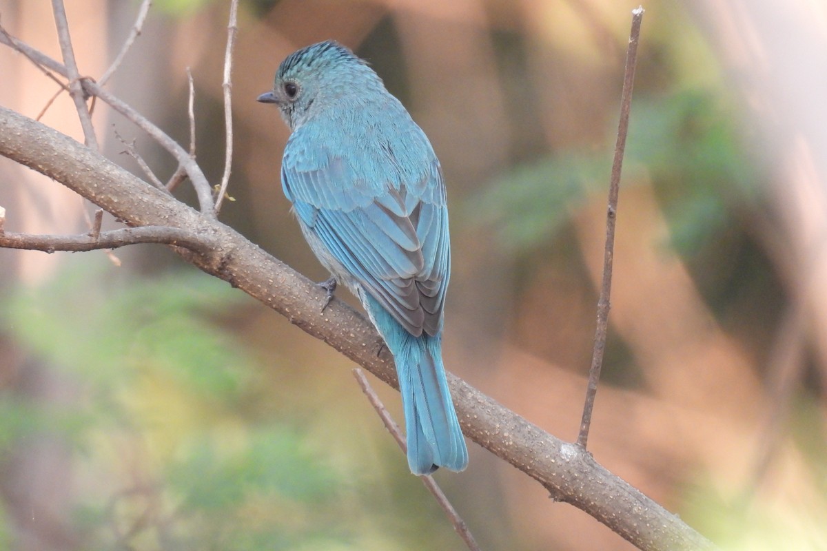 Verditer Flycatcher - ML646968392