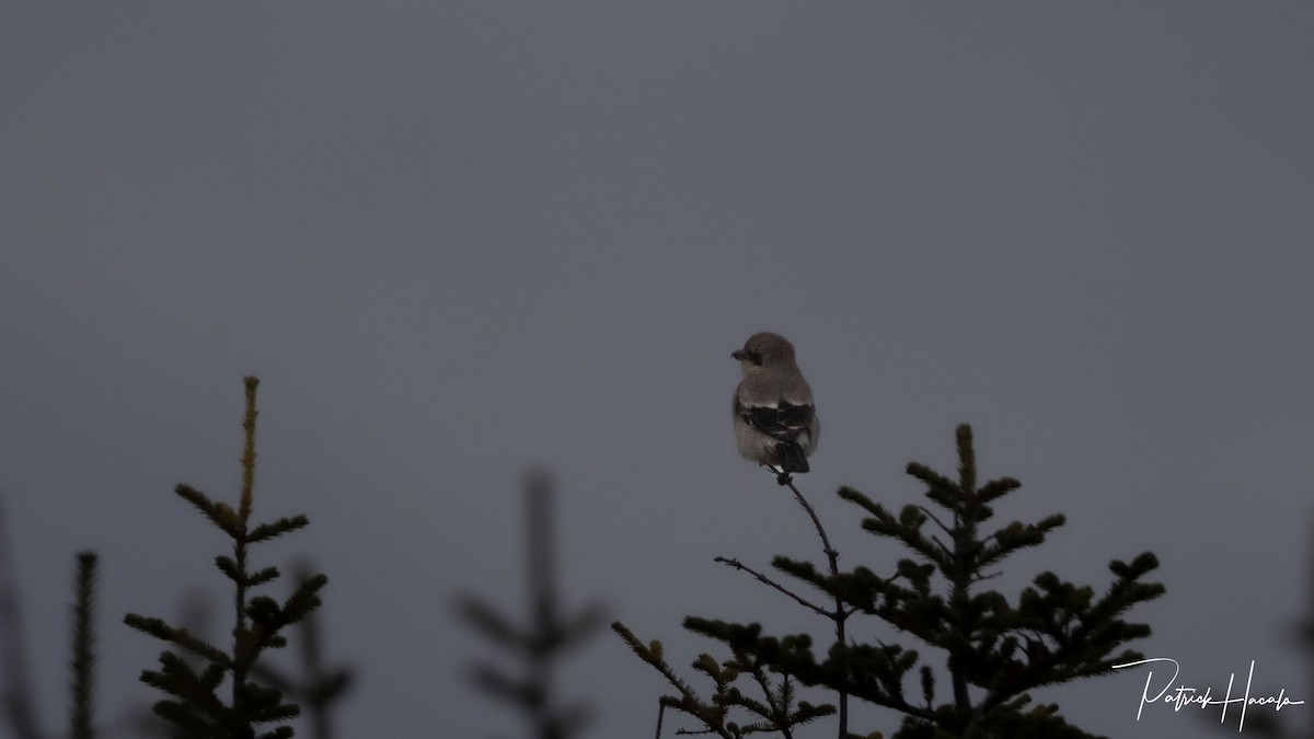 Северный сорокопут - ML646968393