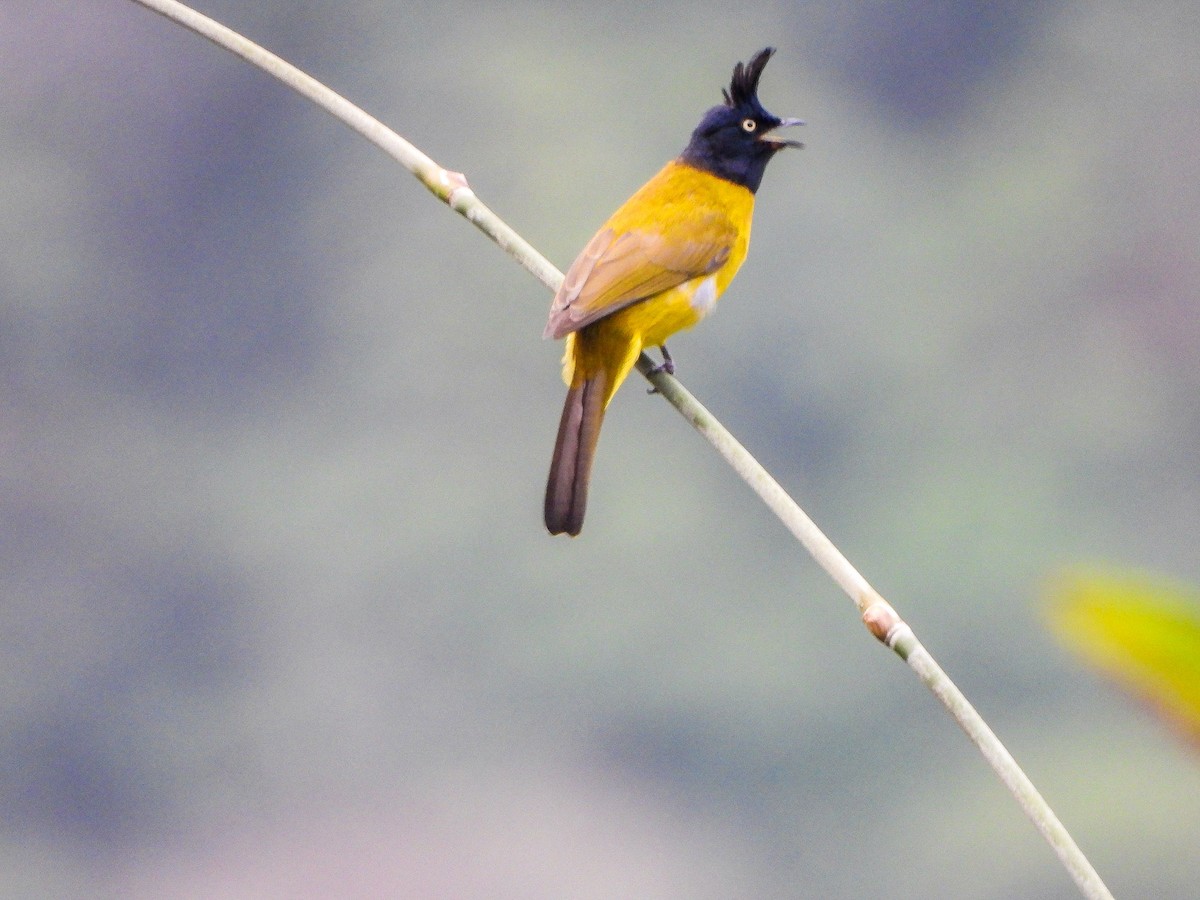 Black-crested Bulbul - ML646968406
