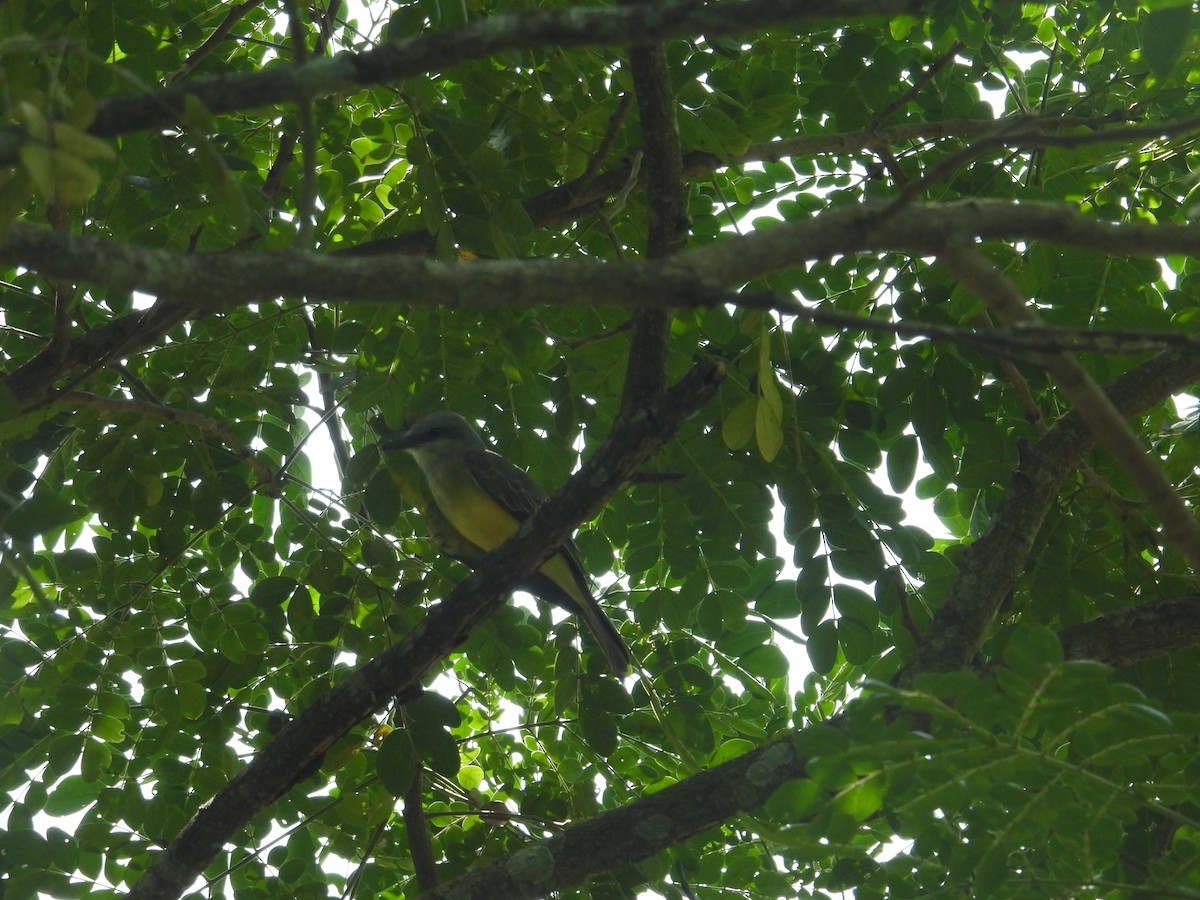 Trauerkönigstyrann - ML646968408