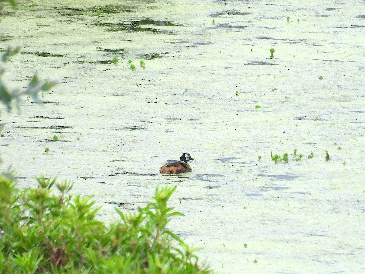 White-tufted Grebe - ML646968409