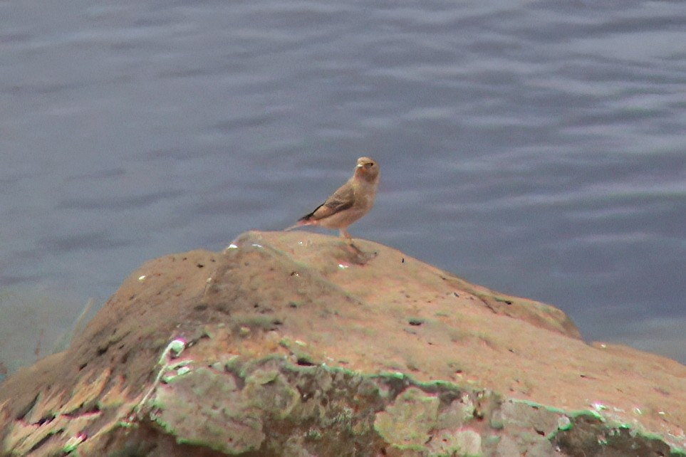 Trumpeter Finch - ML646968410