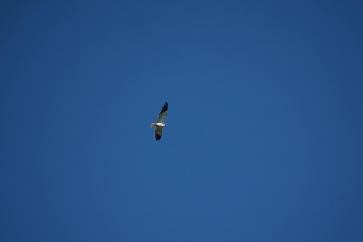 Black-winged Kite - ML646968413
